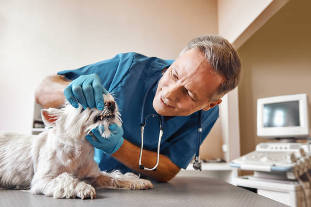 Best Emergency Tooth Extraction in Aurora, CO